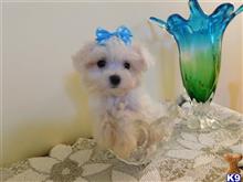 maltese puppy posted by Elegant Babies